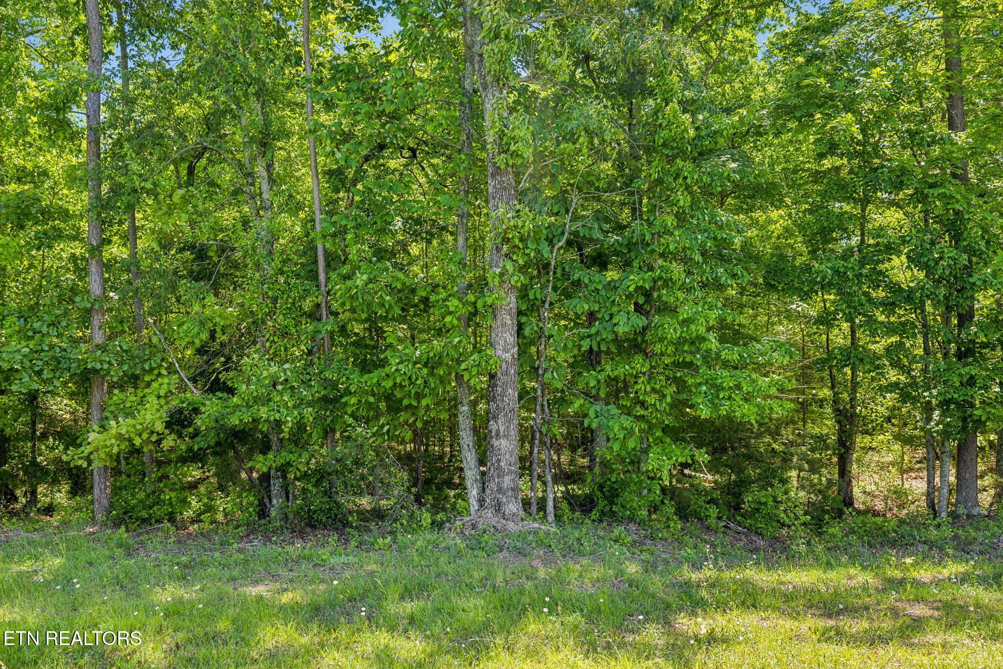 1460 Big Neck Road Grandview, TN 37337 - Photo 14 of 32 Mix of woods and fields