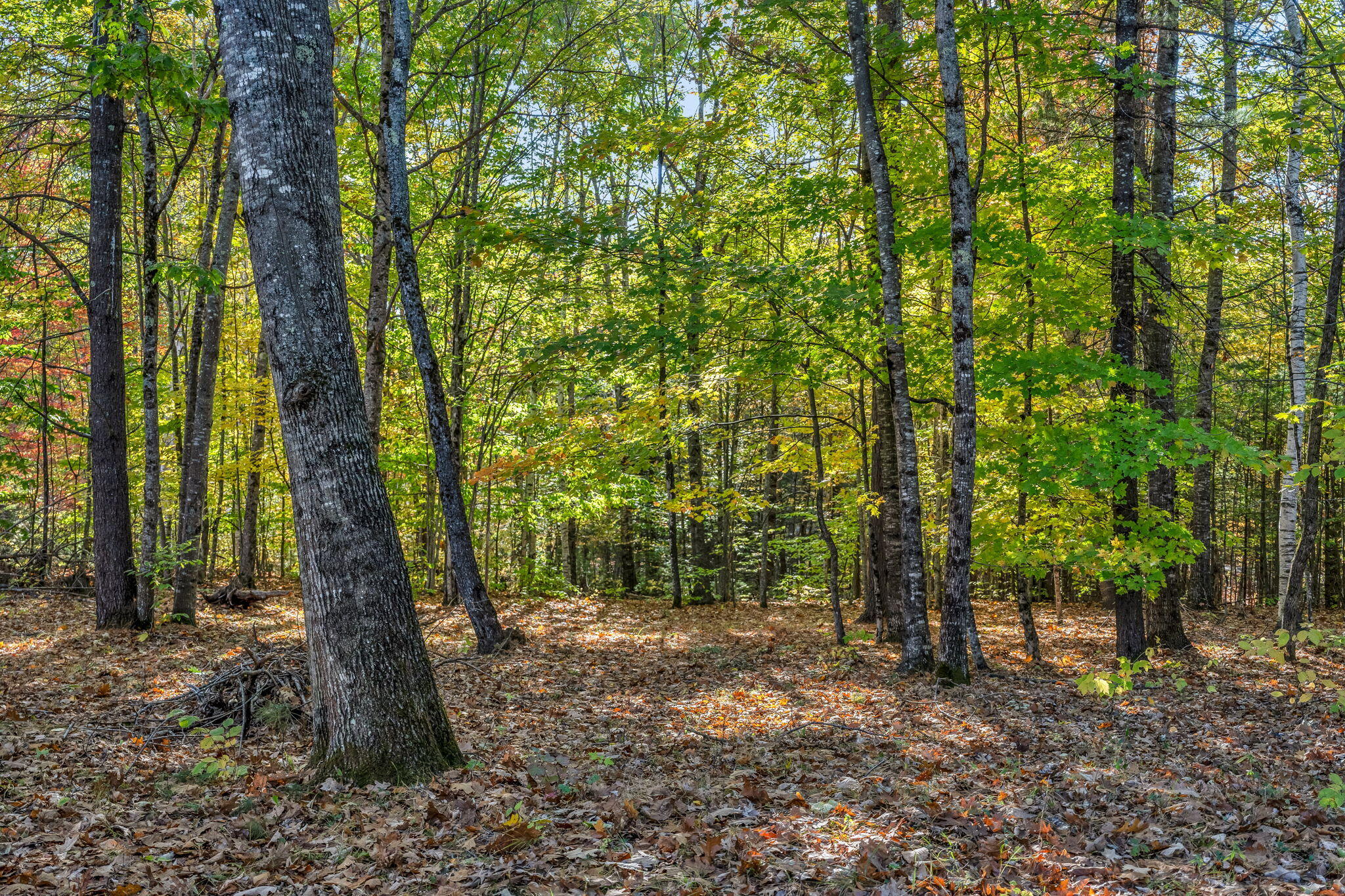 19 Birch Estates Rome, ME 04963 - Photo 57 of 74 33-web-or-mls-19-birch-ests