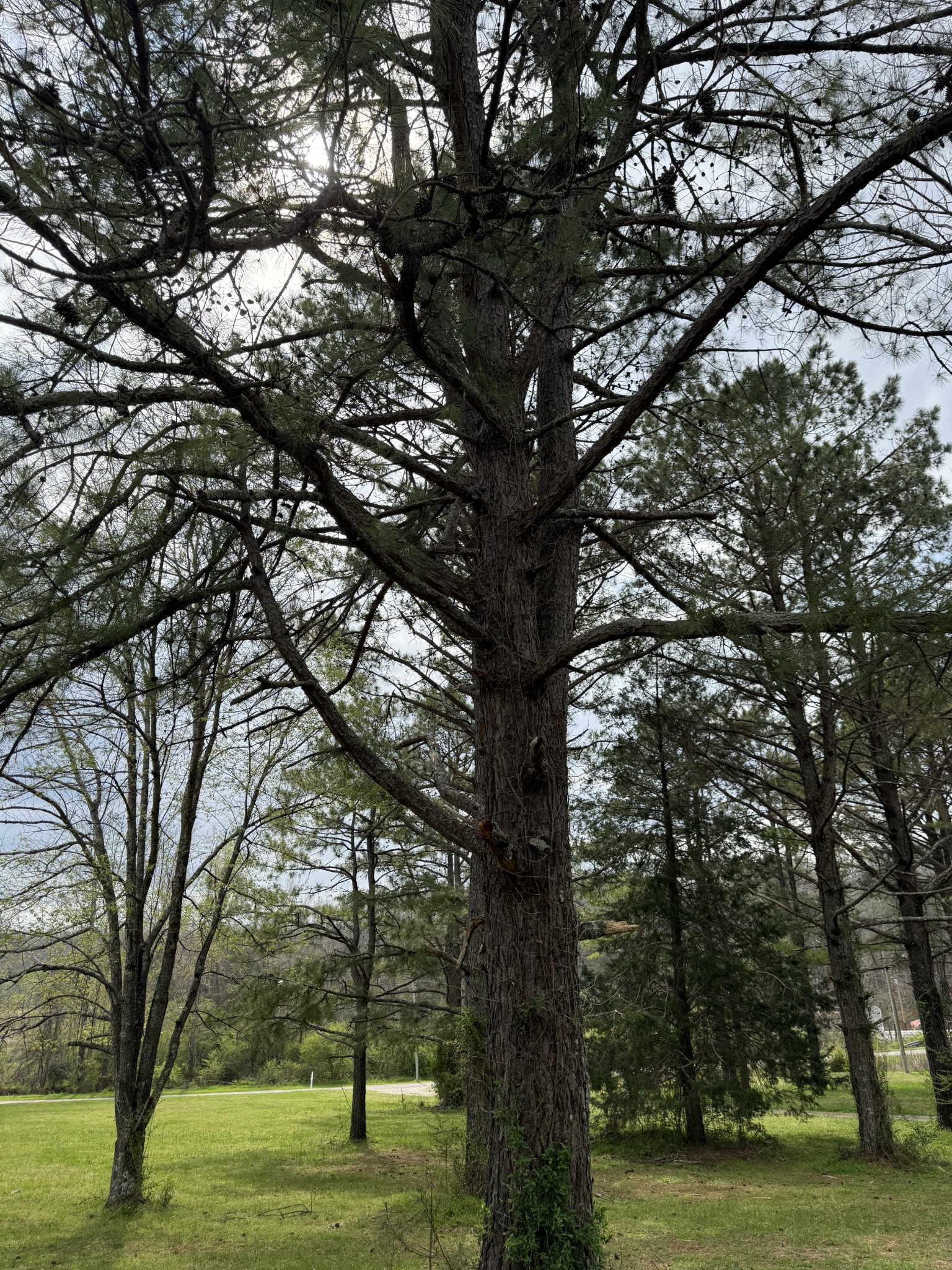 70 Spann Loop Waverly, TN 37185 - Photo 11 of 19