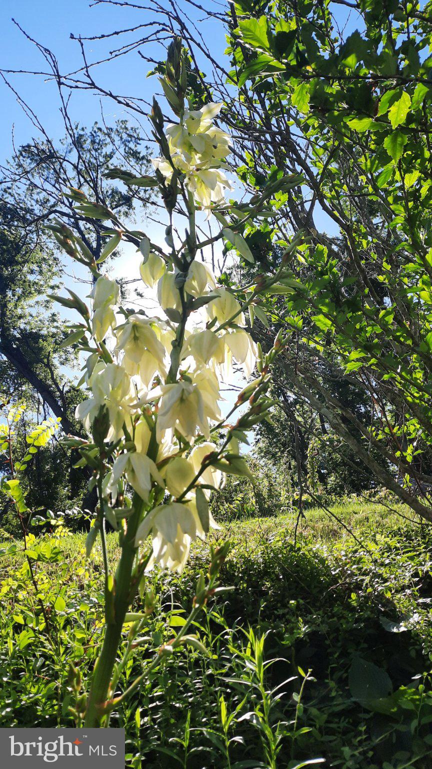 6287 Old Zion Road Warrenton, VA 20187 - Photo 65 of 69 Elegant white blooms in sunlight.