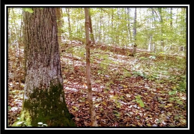 6250 Via-Ken Road Hopewell, OH 43746 - Photo 13 of 25