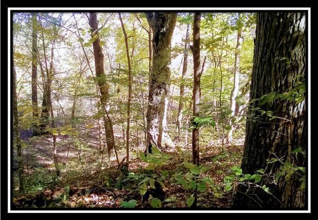 6250 Via-Ken Road Hopewell, OH 43746 - Photo 22 of 25