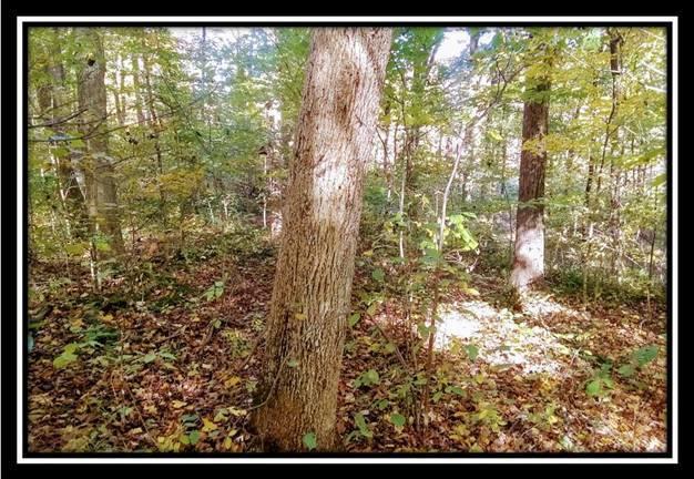 6250 Via-Ken Road Hopewell, OH 43746 - Photo 7 of 25