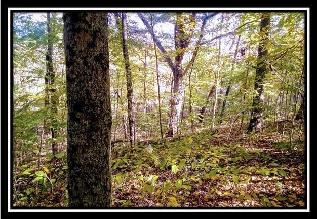 6250 Via-Ken Road Hopewell, OH 43746 - Photo 8 of 25