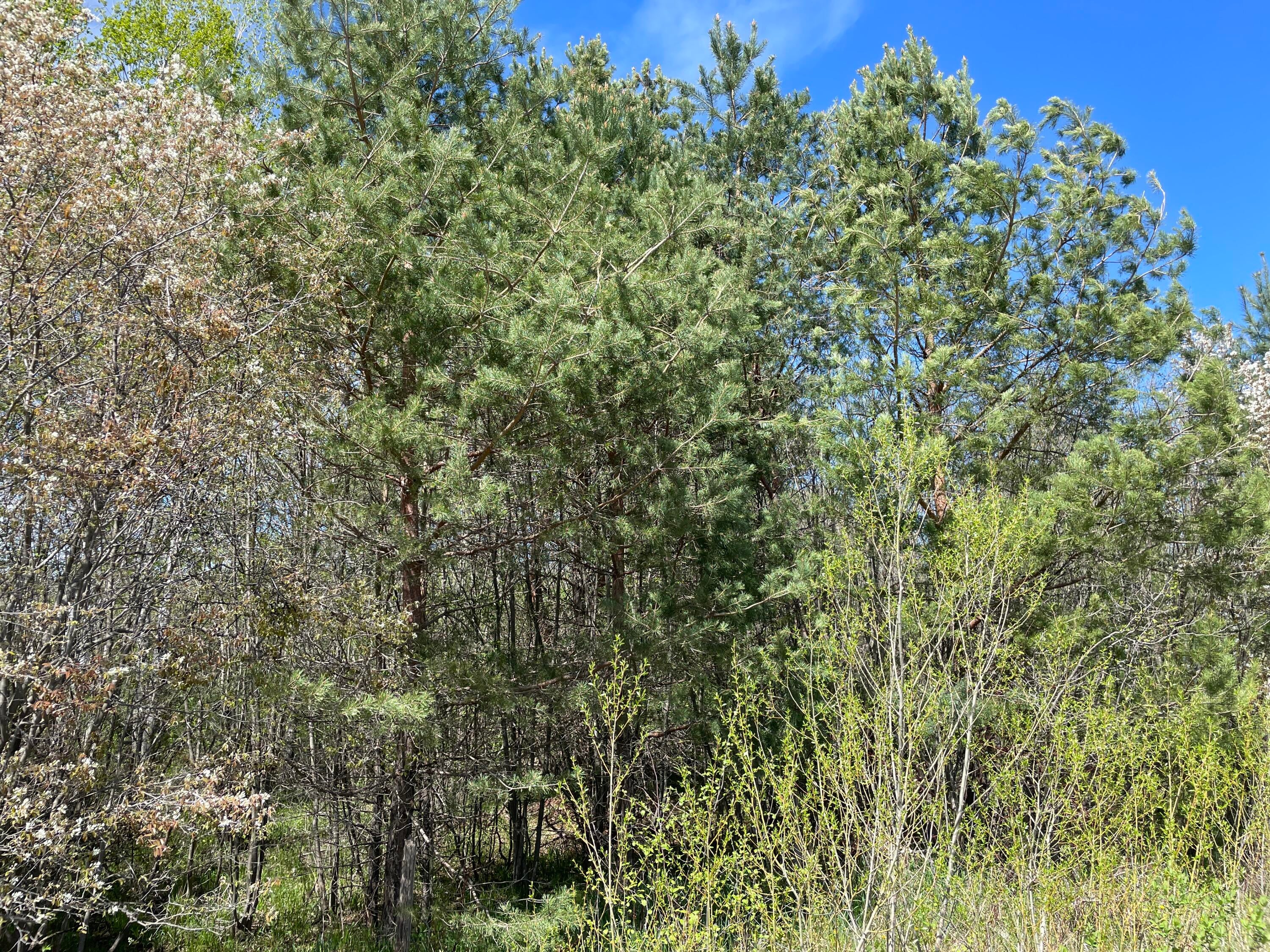Little Canada Road Cheboygan, MI 49721 - Photo 10 of 24 Gallery Image 10