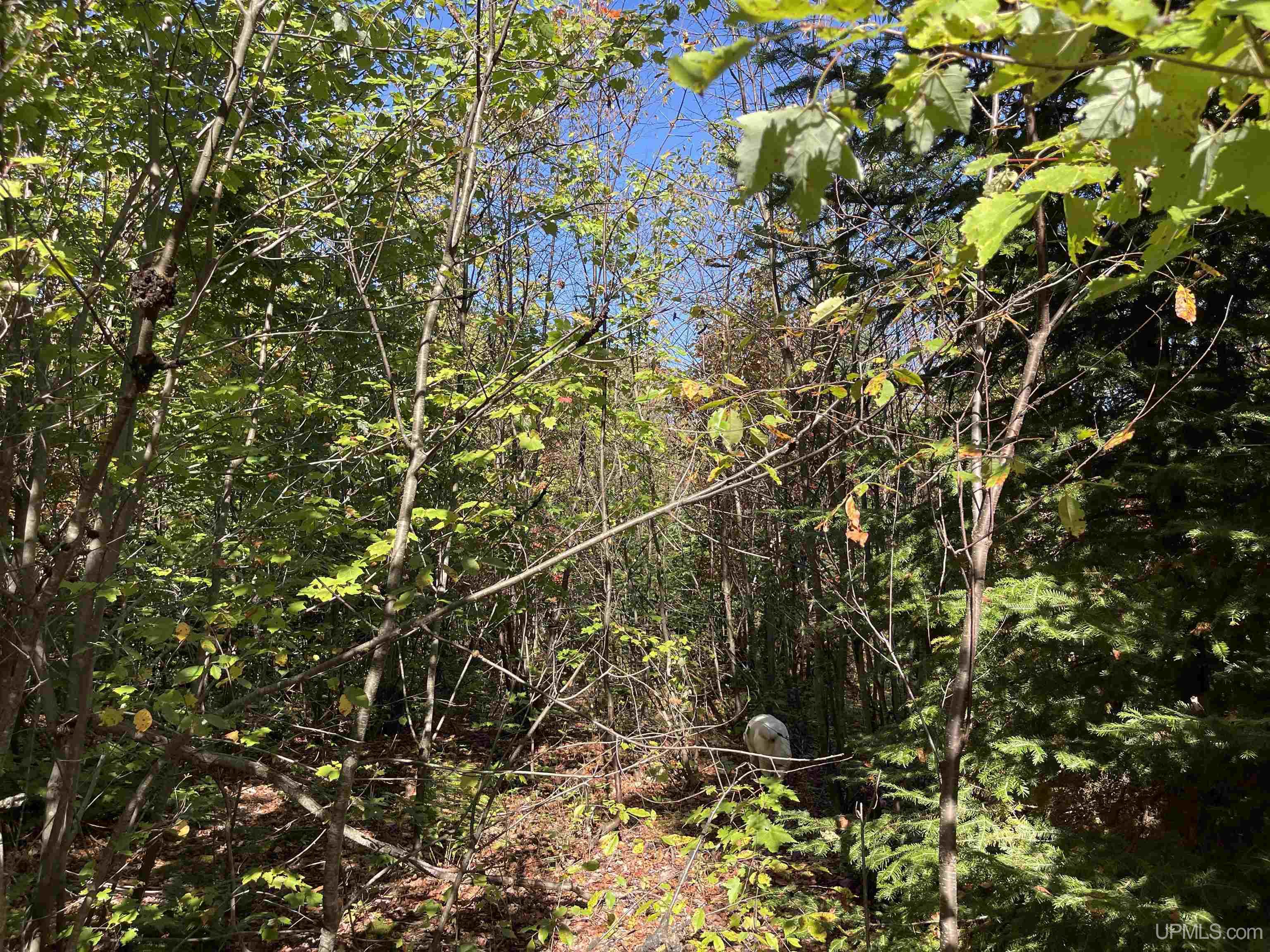 160 Acres Off H-58 Road Seney, MI 49883 - Photo 8 of 26