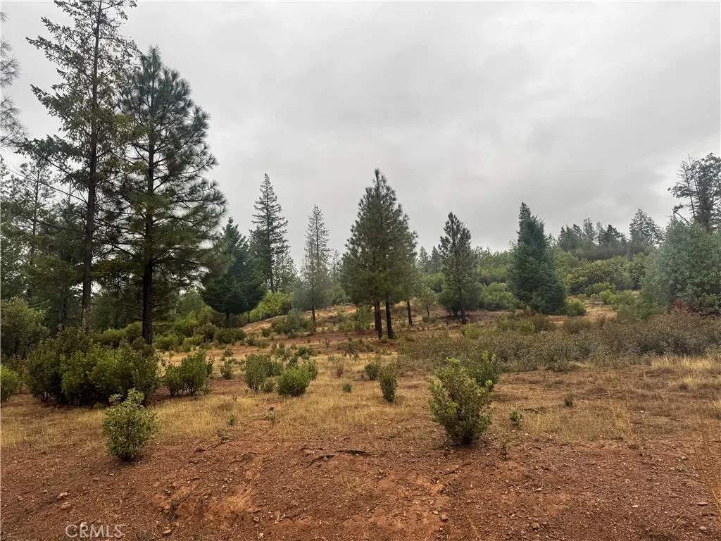 21575 My Middletown, CA 95461 - Photo 3 of 12 a view of a dry yard with trees