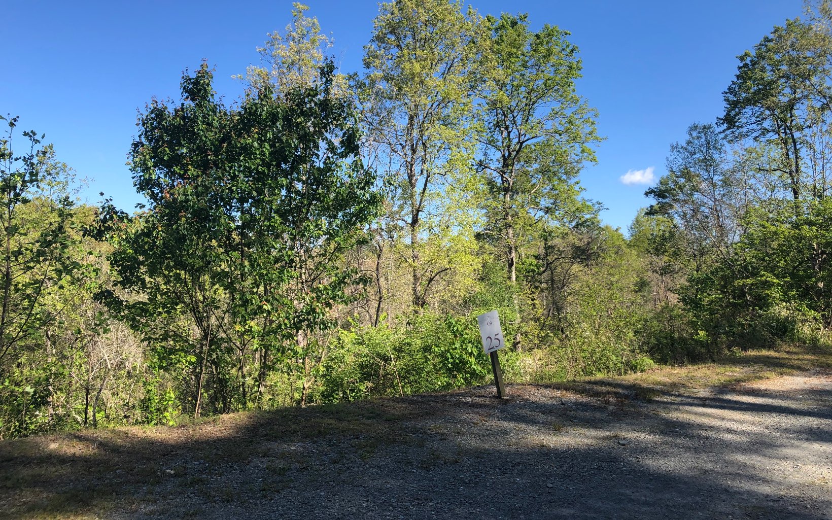 a view of a yard with plants and trees