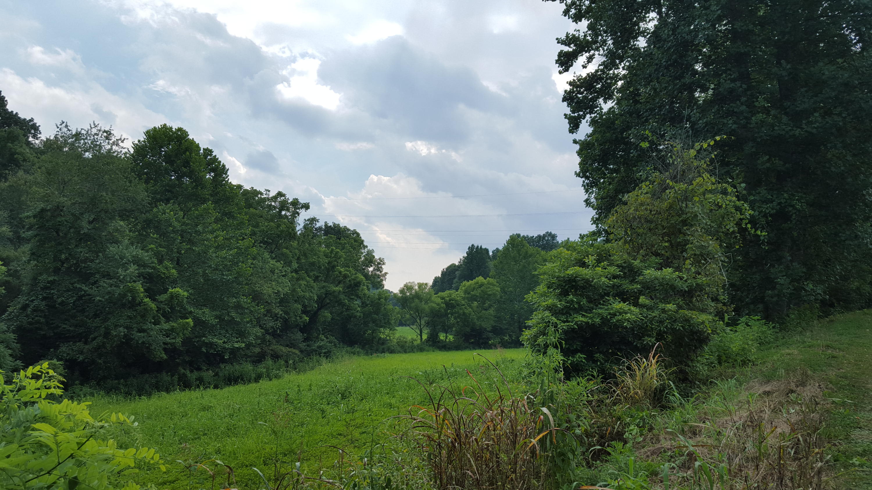 a view of a big yard with plants and large trees
