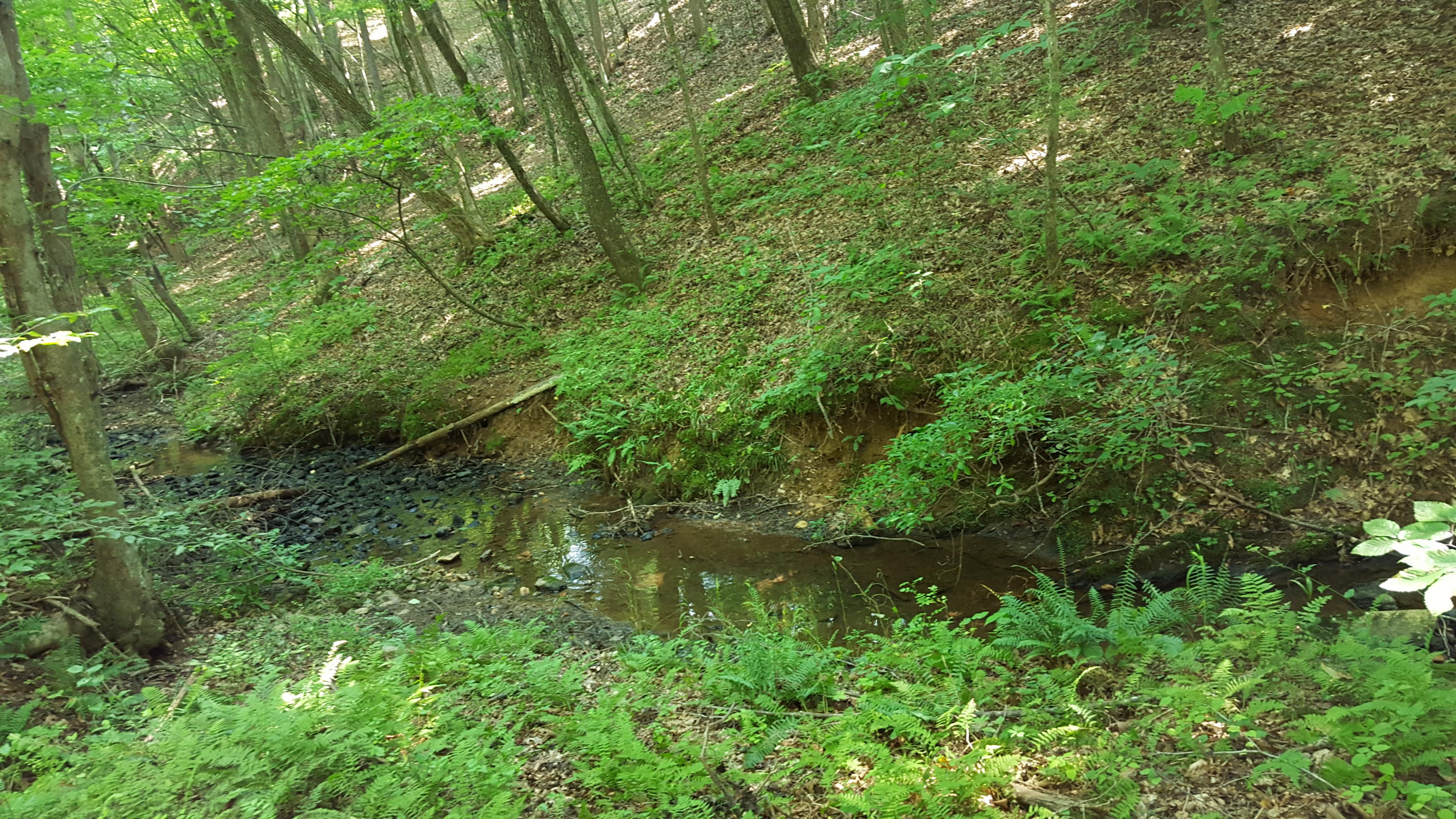 0 Davis Mill Road Rocky Mount, VA 24151 - Photo 4 of 7 a view of a forest with a lake