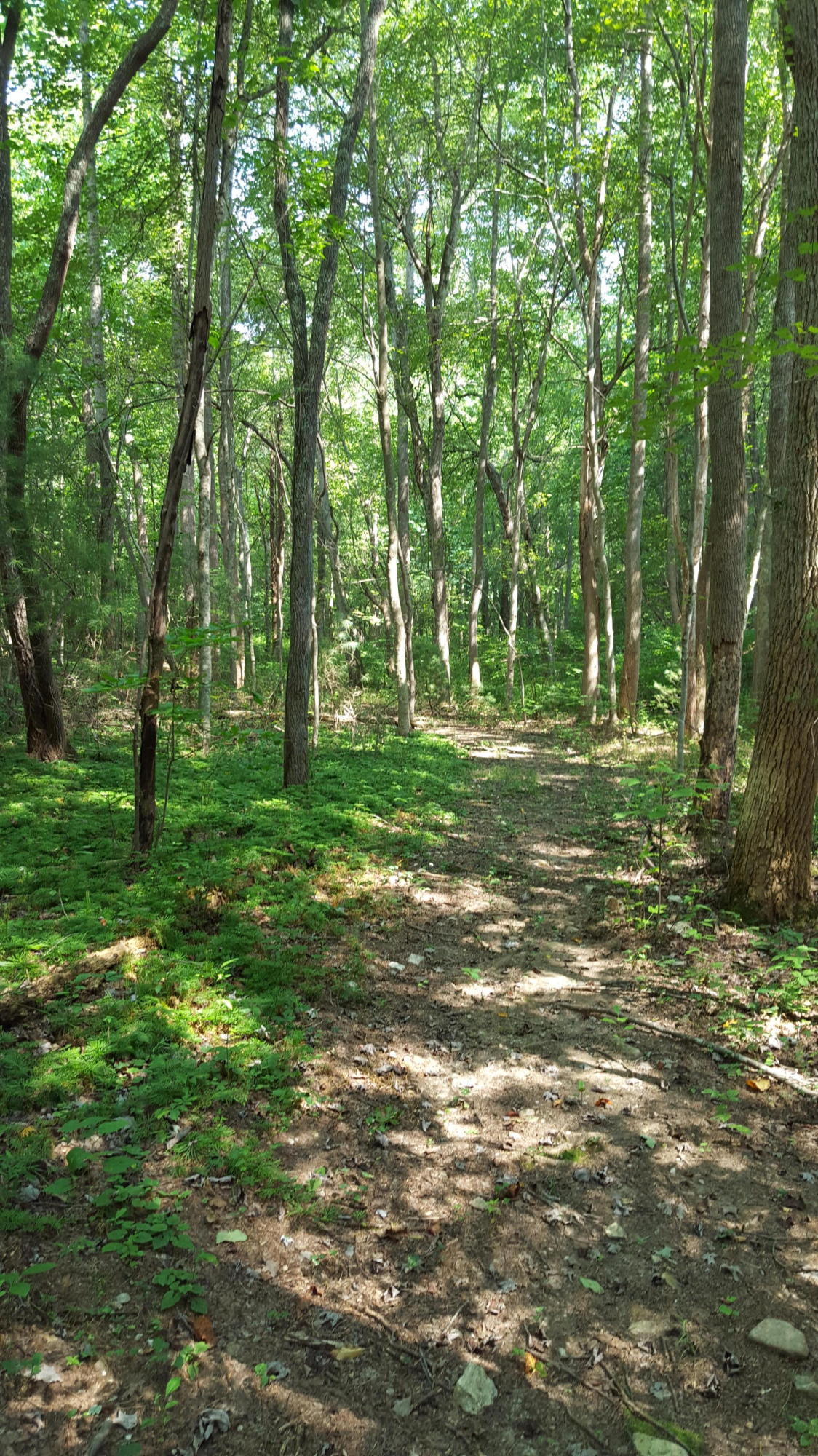 0 Davis Mill Road Rocky Mount, VA 24151 - Photo 6 of 7 a big yard with lots of green space and trees in the back