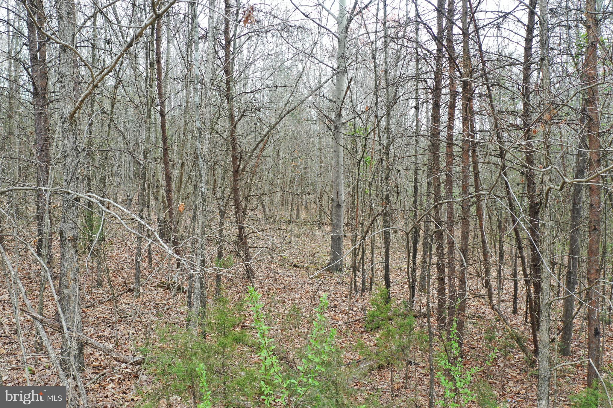 Oakland Road Louisa, VA 23093 - Photo 10 of 14