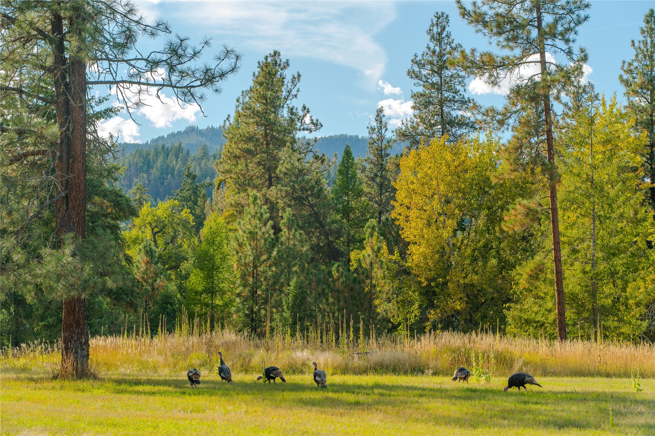 64 Cherry Creek Road Thompson Falls, MT 59873 - Photo 55 of 96 Gallery Image 55