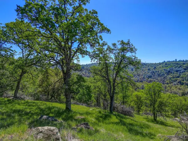 a view of a lush green forest