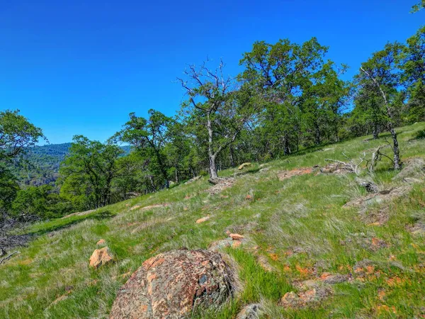 a view of a lush green space