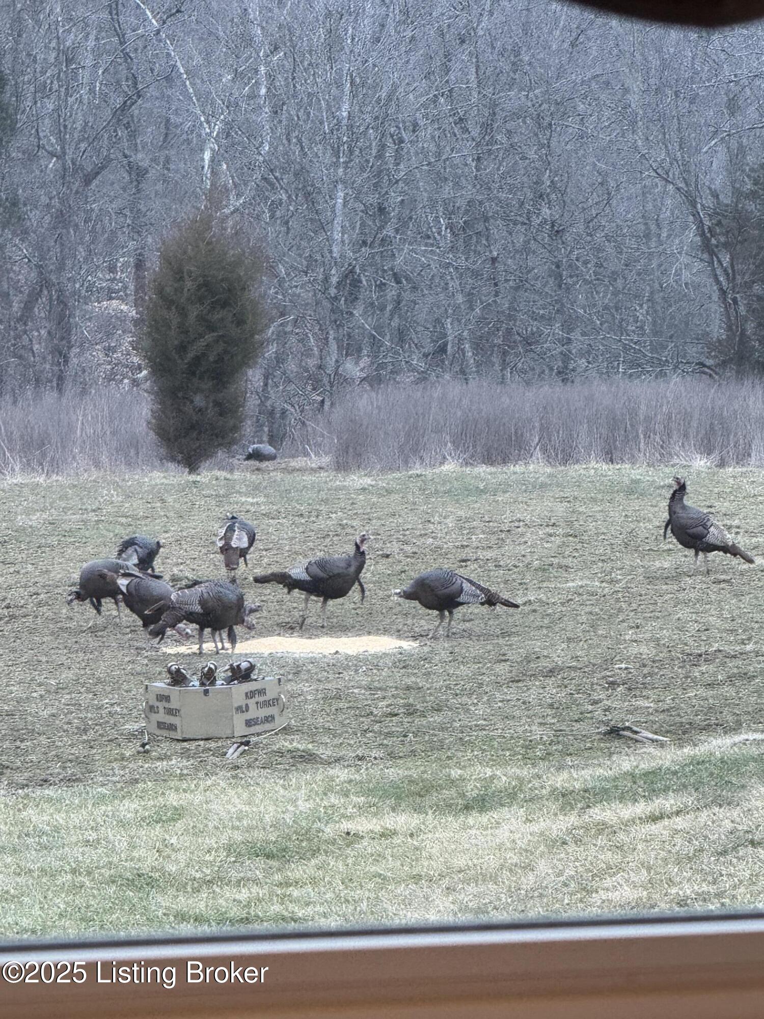 118 Flint Ridge Road Shelbyville, KY 40065 - Photo 75 of 79 Seller's personal photo of wildlife on the property