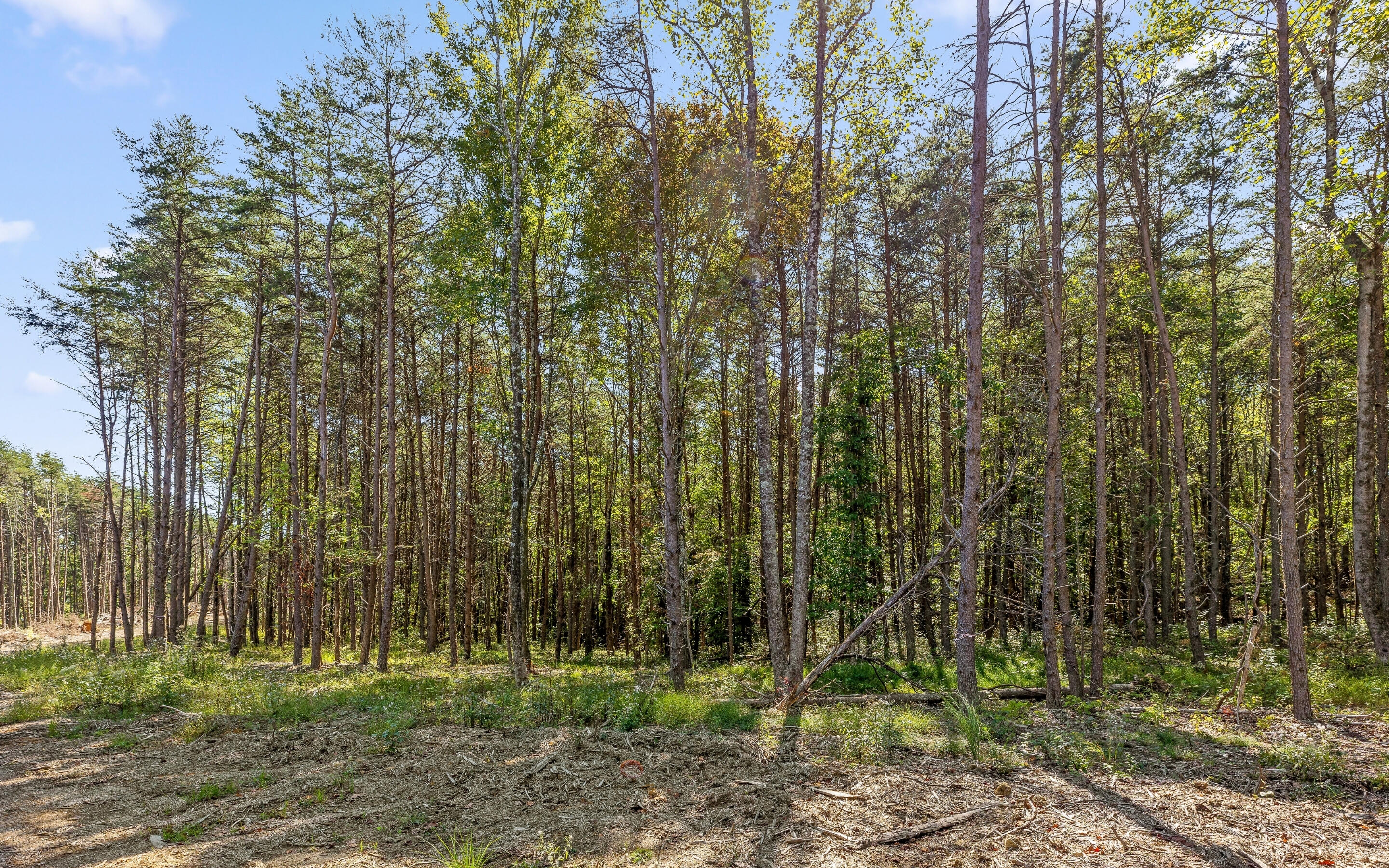 Lot 2160 Fallen Oak Pass Guild, TN 37340 - Photo 5 of 22 Lot 2160 Fallen Oak Pass