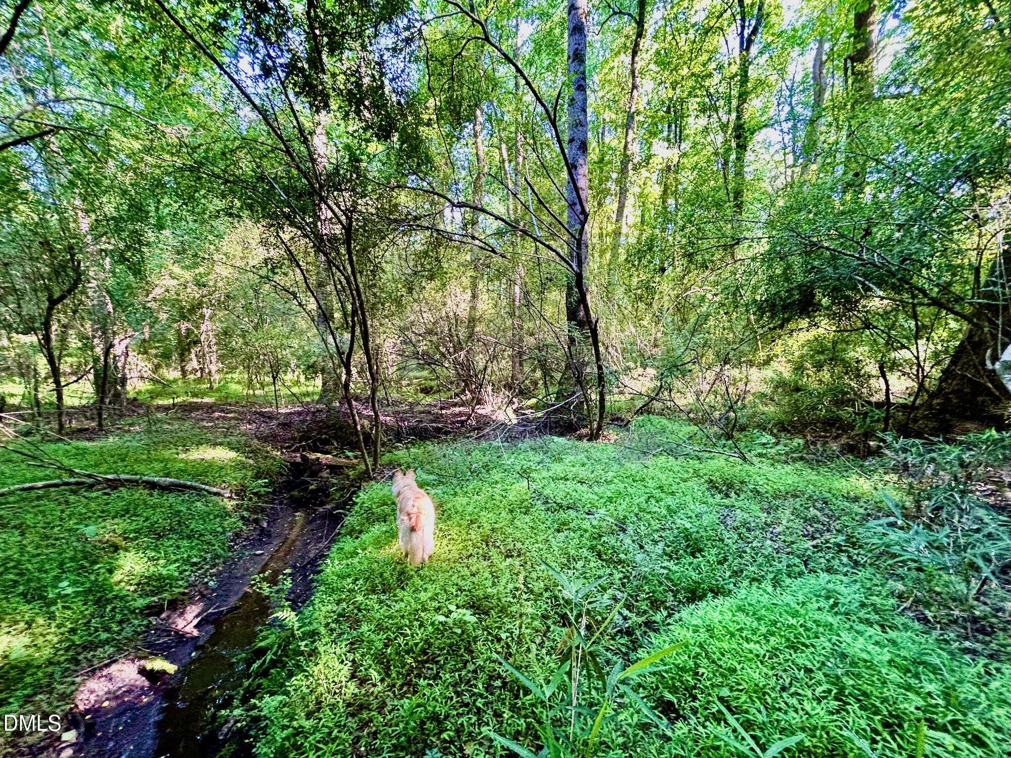 0 Eli Olive Road Smithfield, NC 27577 - Photo 10 of 11 Creek