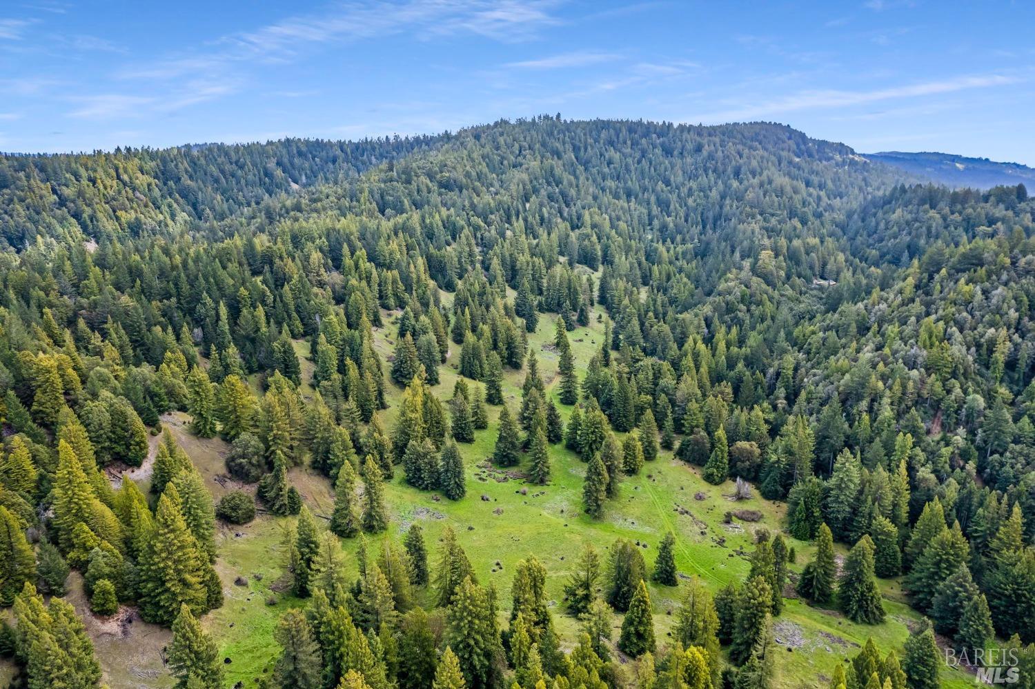 a view of a lush green forest with trees in the background