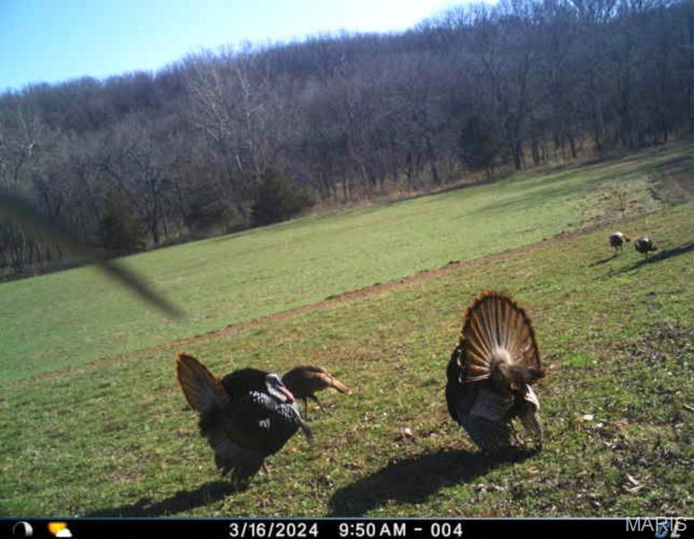1-00 Summit Road Hartville, MO 65667 - Photo 64 of 89 Gallery Image 64