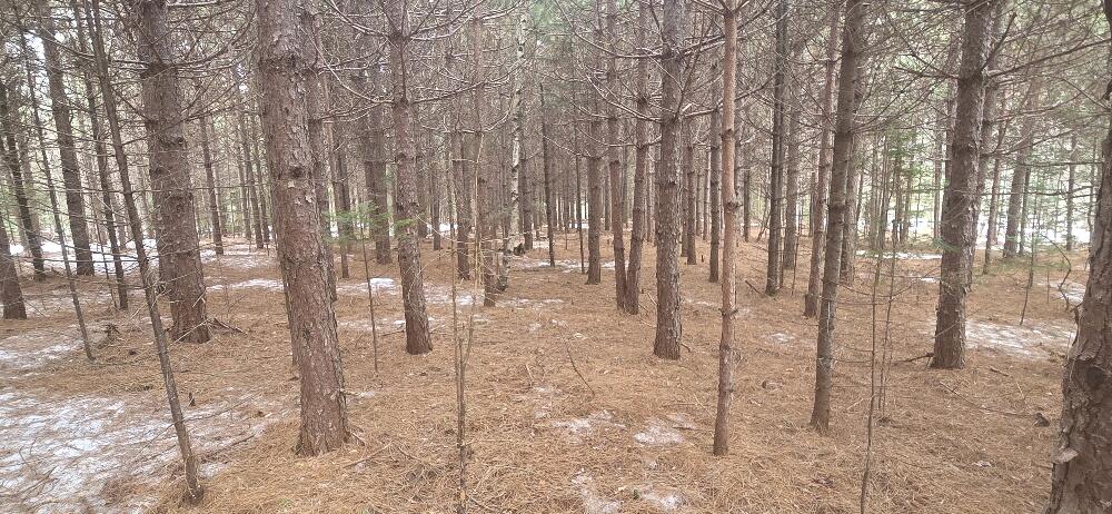 45 Ramsdell Road Kingfield, ME 04947 - Photo 49 of 50 Plantation