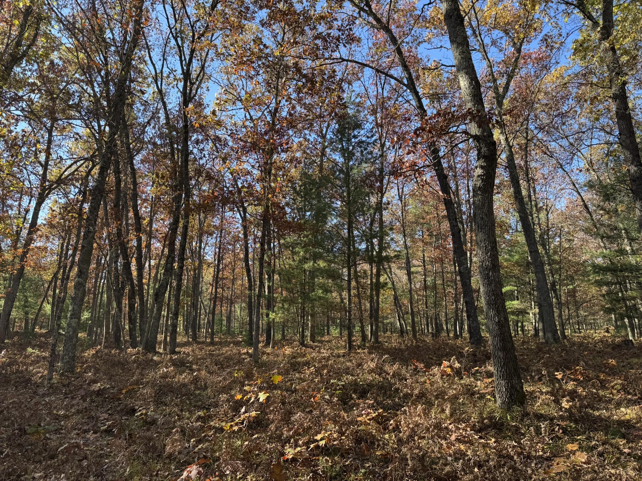 5 County Line Road Manistee, MI 49660 - Photo 5 of 6 IMG_1383