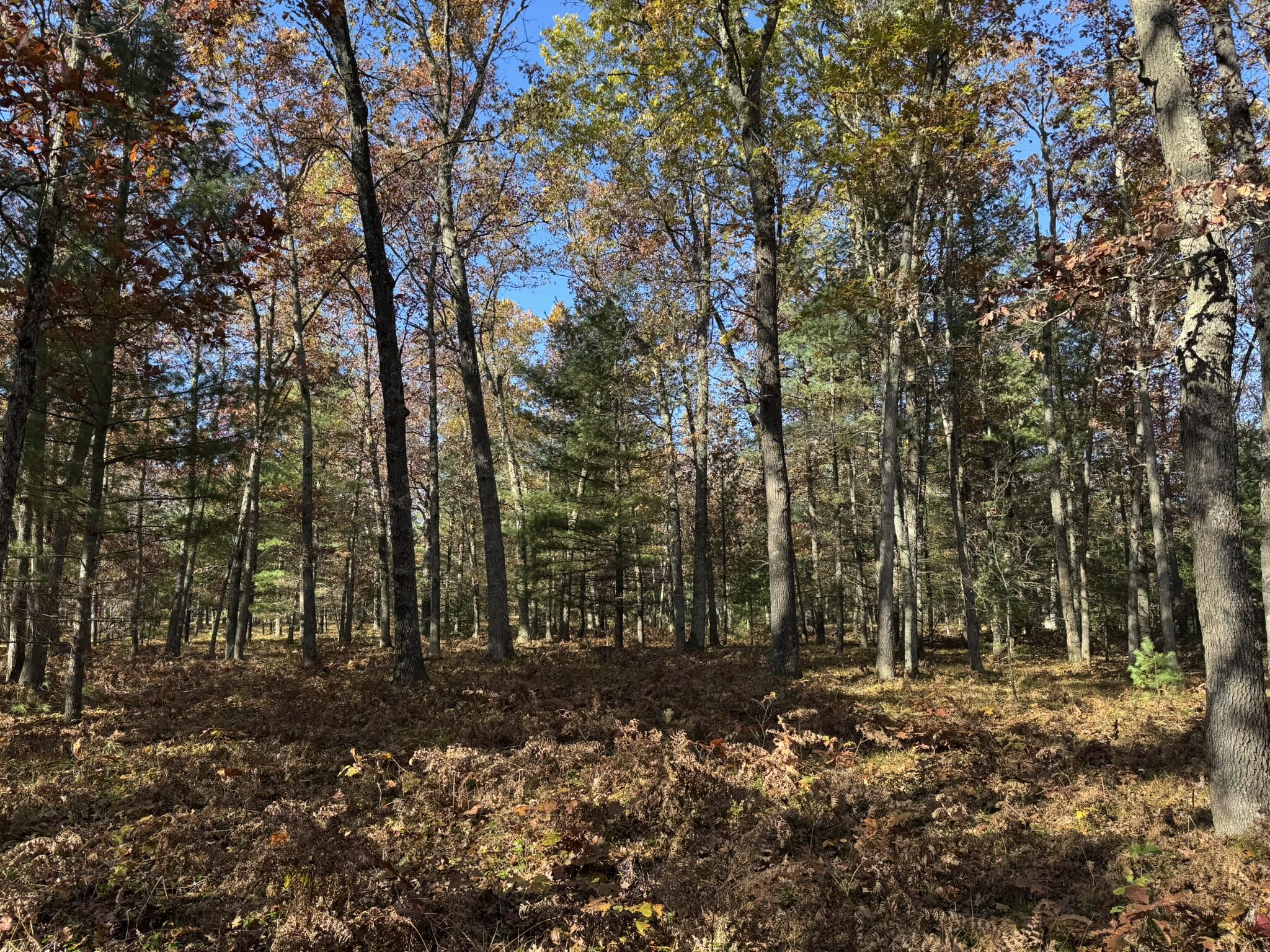 5 County Line Road Manistee, MI 49660 - Photo 6 of 6 IMG_1384