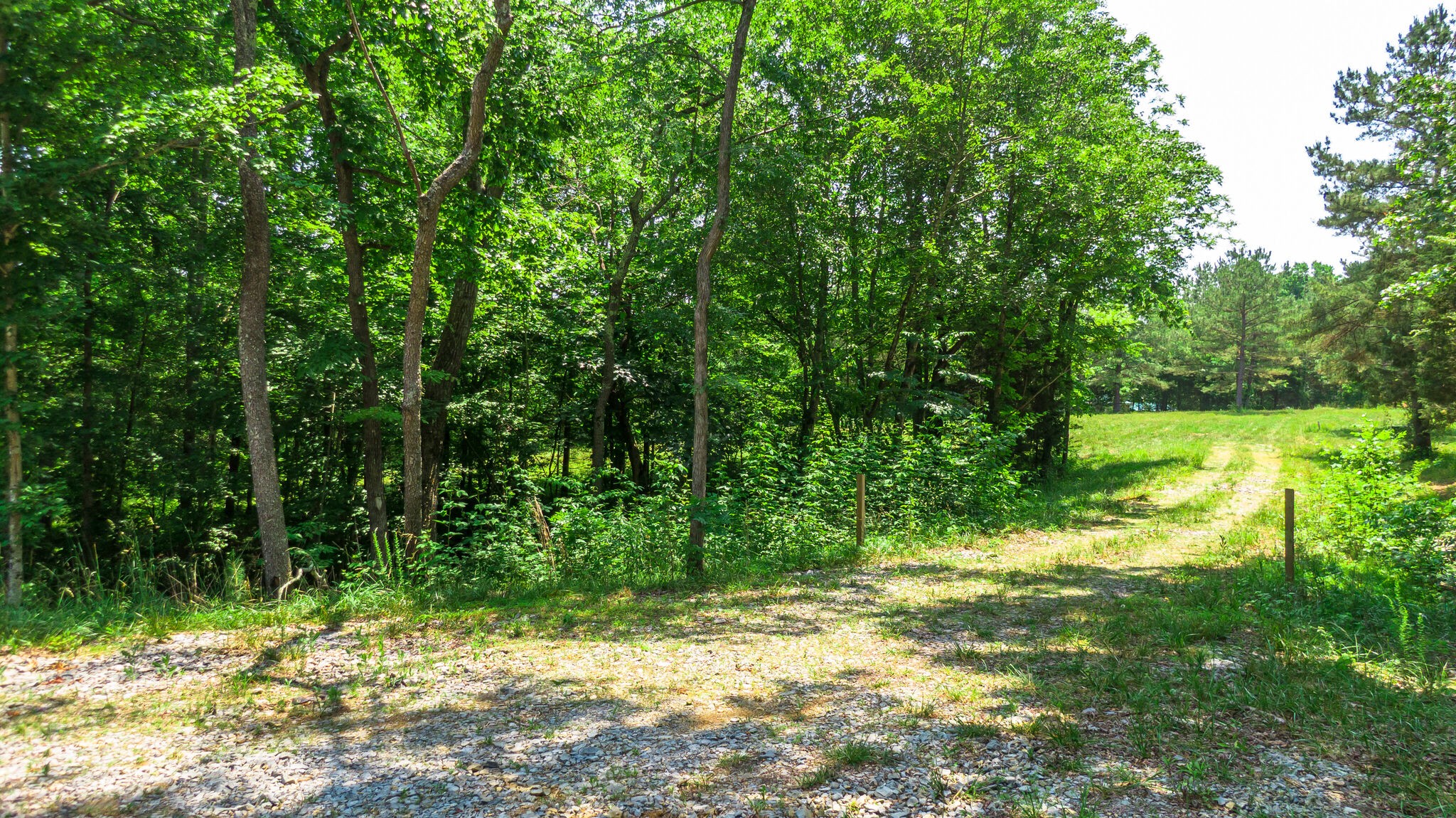 7477 Liberty Road Fairview, TN 37062 - Photo 4 of 16 a view of a yard with plants and a tree