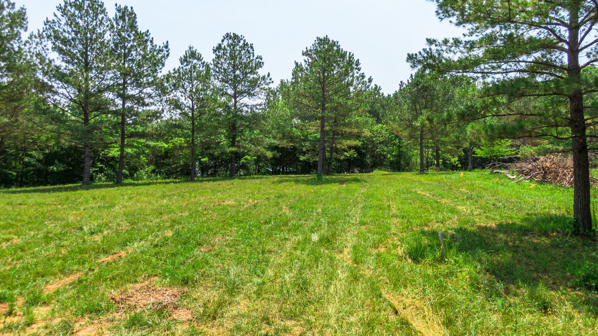 7477 Liberty Road Fairview, TN 37062 - Photo 7 of 16 a view of green field with trees in the background