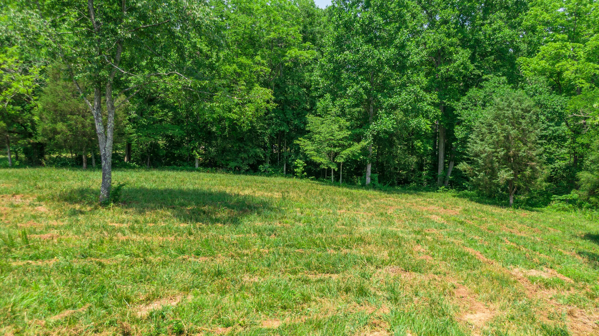 7477 Liberty Road Fairview, TN 37062 - Photo 8 of 16 a view of a yard with a tree