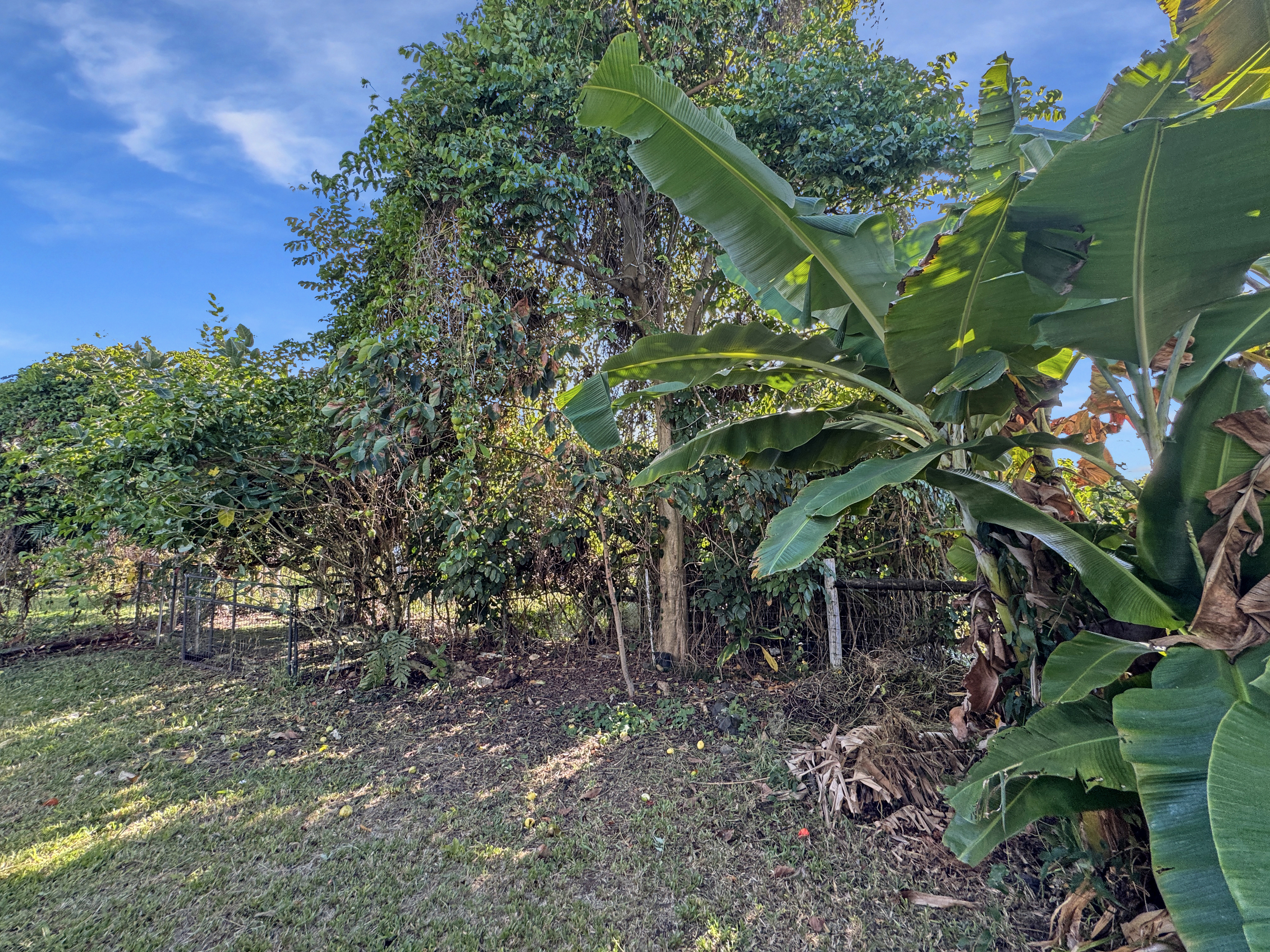 136 Mauna Loa Street Hilo, HI 96720 - Photo 23 of 23 a backyard of a house with lots of trees