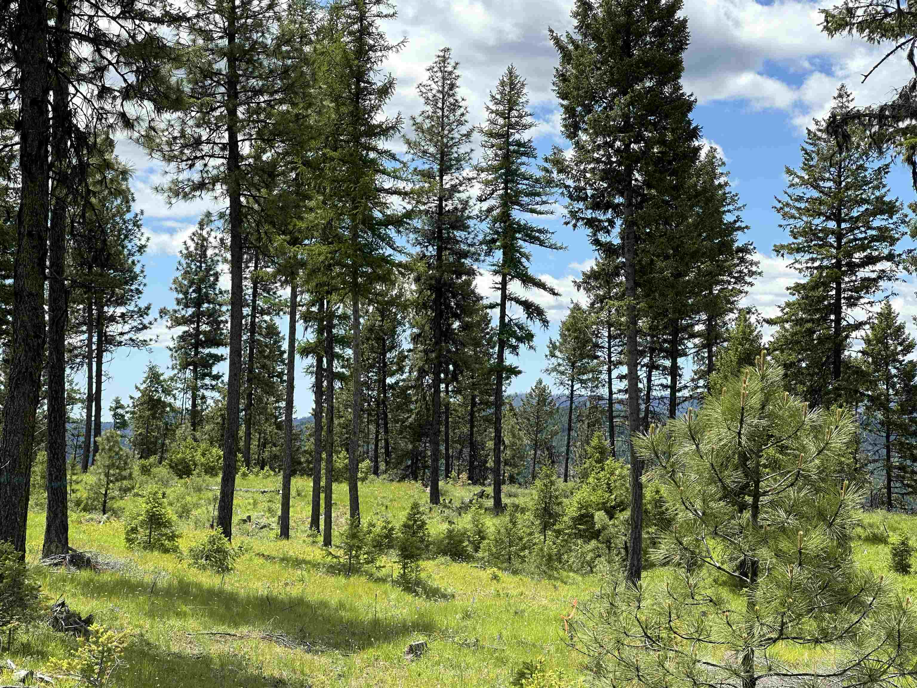 Tbd Lot 8 Tbd Road Republic, WA 99166 - Photo 21 of 27