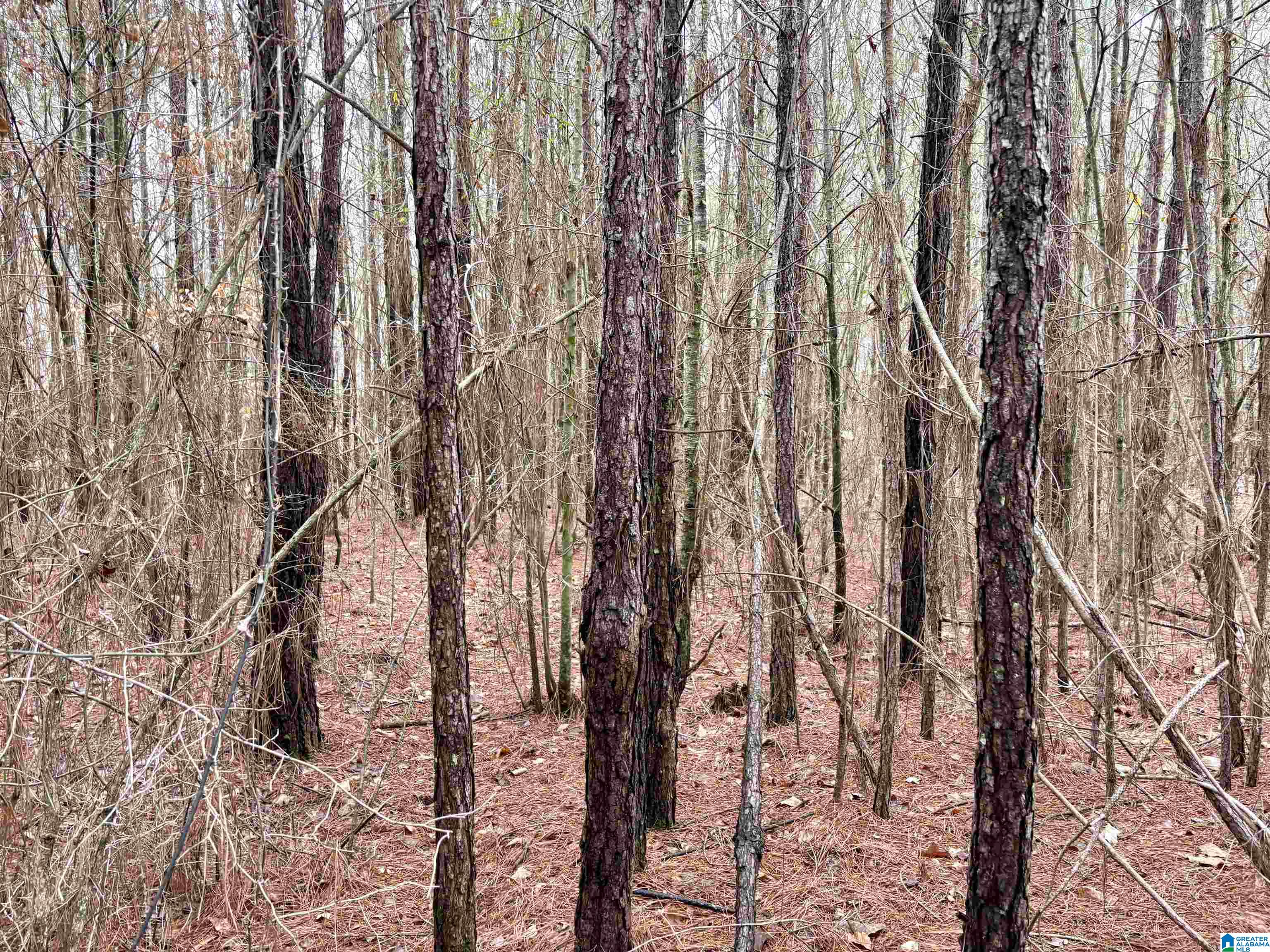 0 County Road 670, Unit 1 Ranburne, AL 36273 - Photo 14 of 18