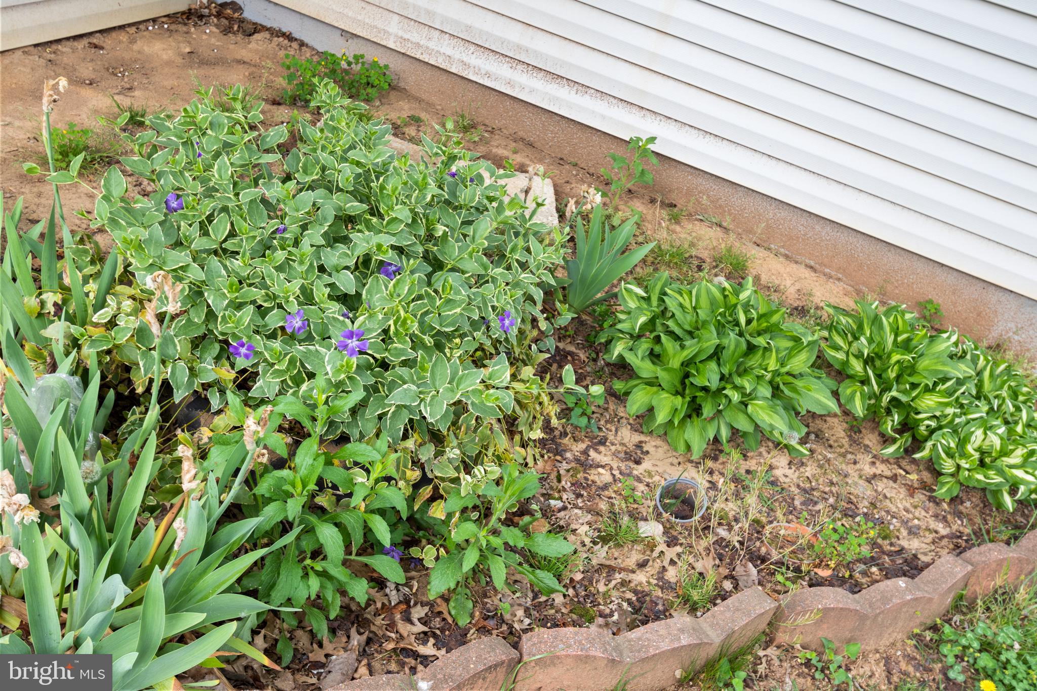 7626 Greenleaf Road Hyattsville, MD 20785 - Photo 30 of 33 garden