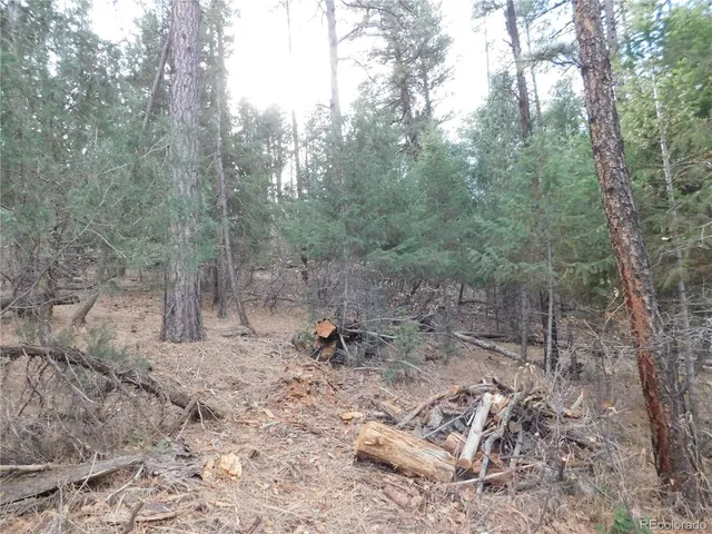 a view of a forest with trees in the background