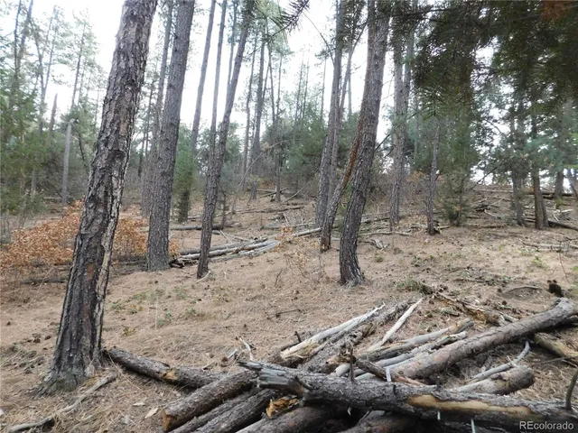 a view of a forest filled with trees