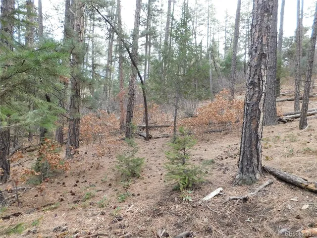 a view of a forest filled with trees