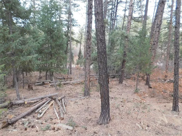 a view of a forest filled with trees