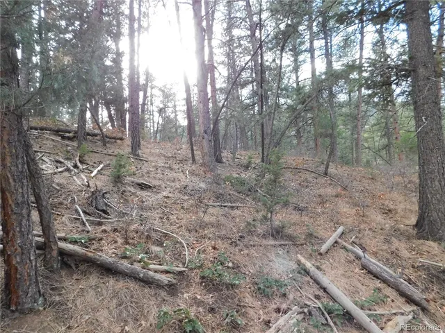 a view of a forest with trees