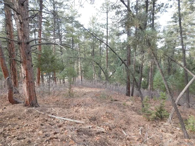 a view of a forest with trees in the background