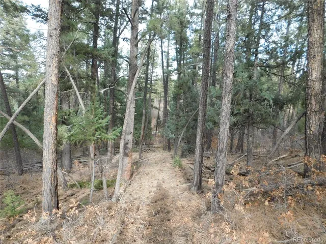 a view of a forest with trees in the background