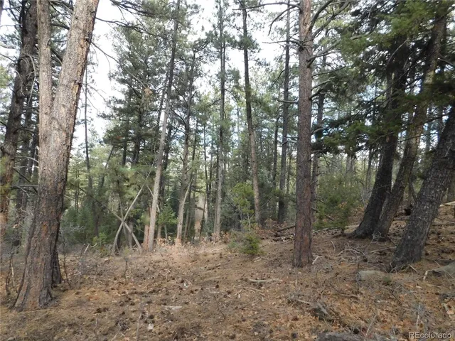 a view of a forest with trees in the background