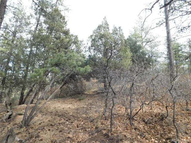a view of a yard with a tree