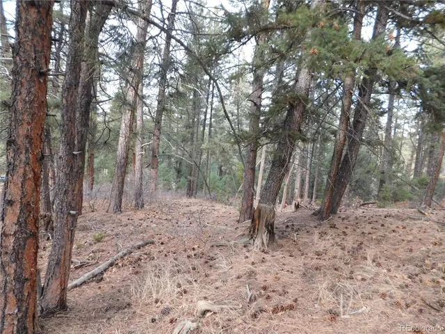 a view of a forest with trees in the background