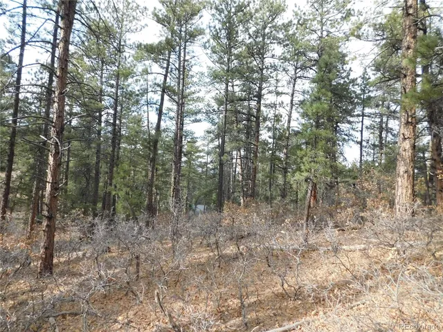 a view of a forest with trees in the background