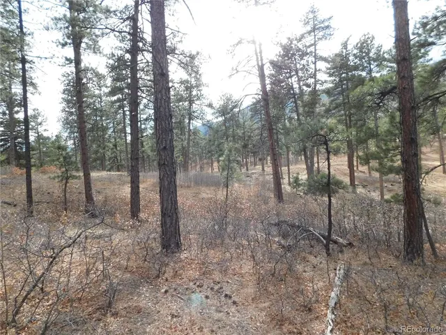 a view of a forest filled with trees