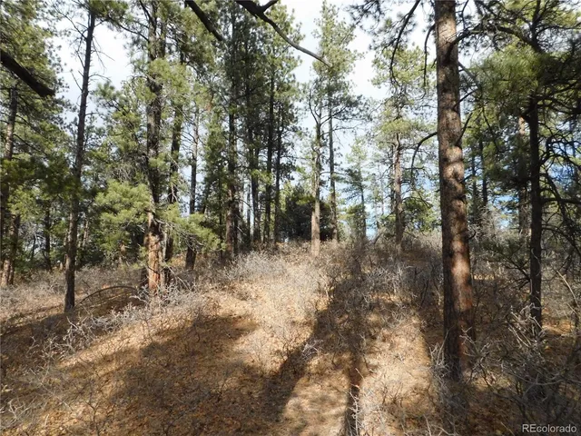 a view of a forest with trees