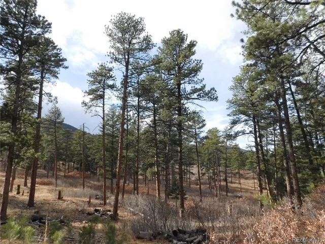 a view of a forest filled with trees