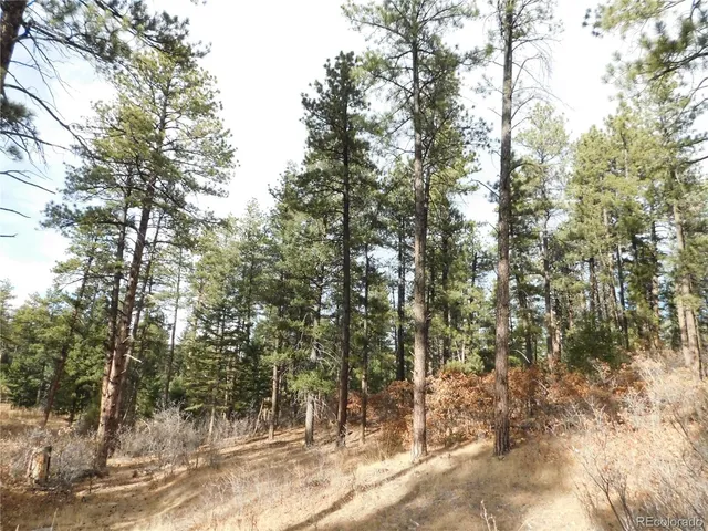 a view of a forest filled with trees