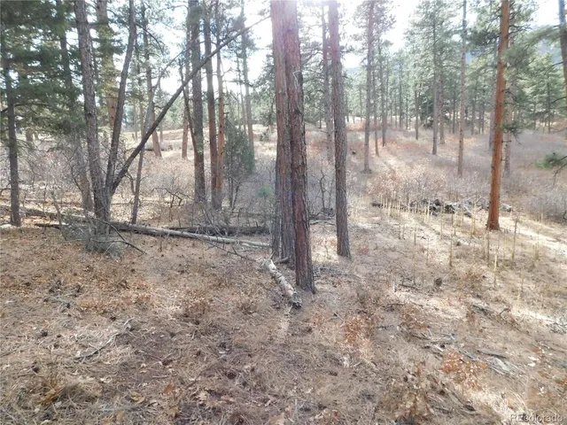 a view of a yard with trees in the background